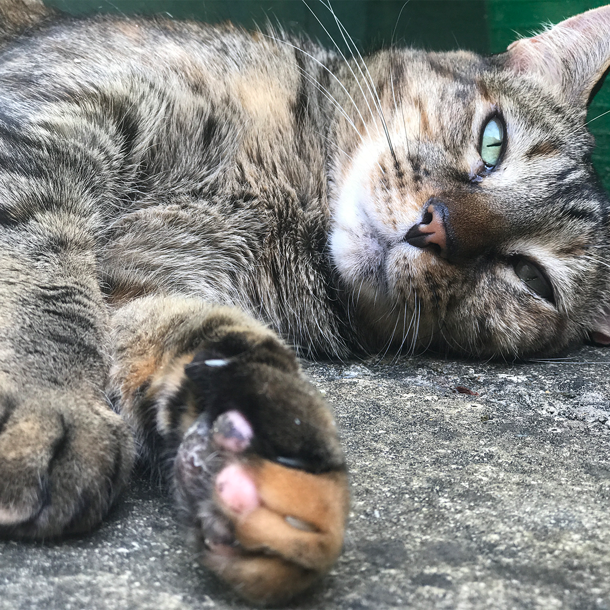 Everyday Collagen for Cats