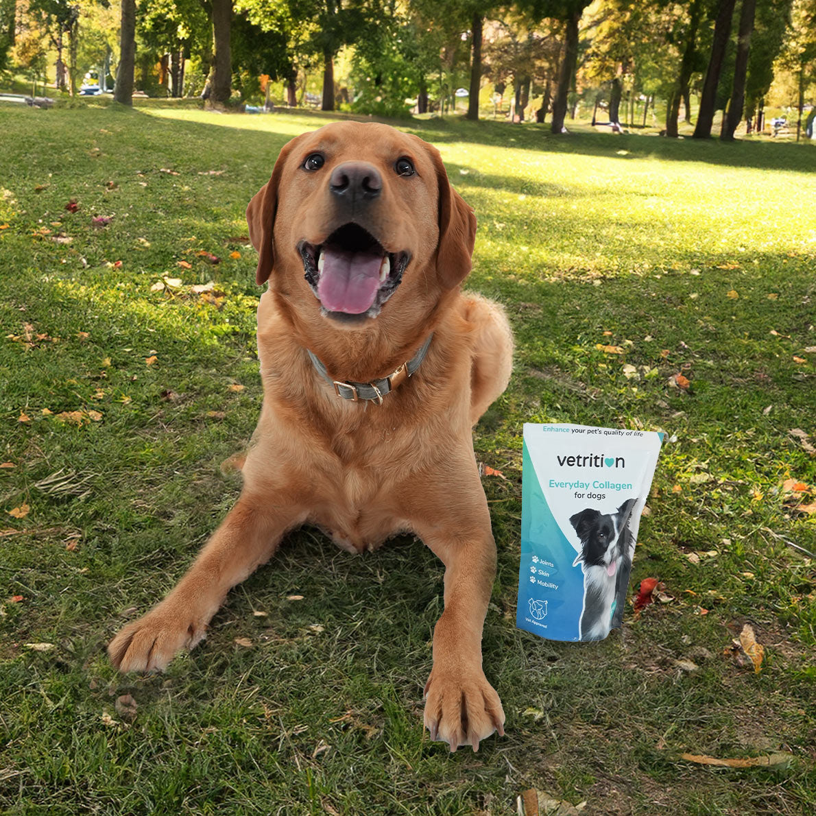 Everyday Collagen for Dogs