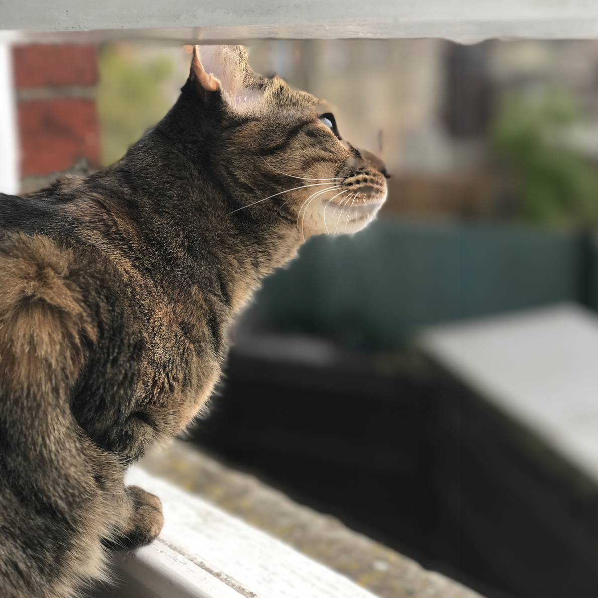 Everyday Collagen for Cats