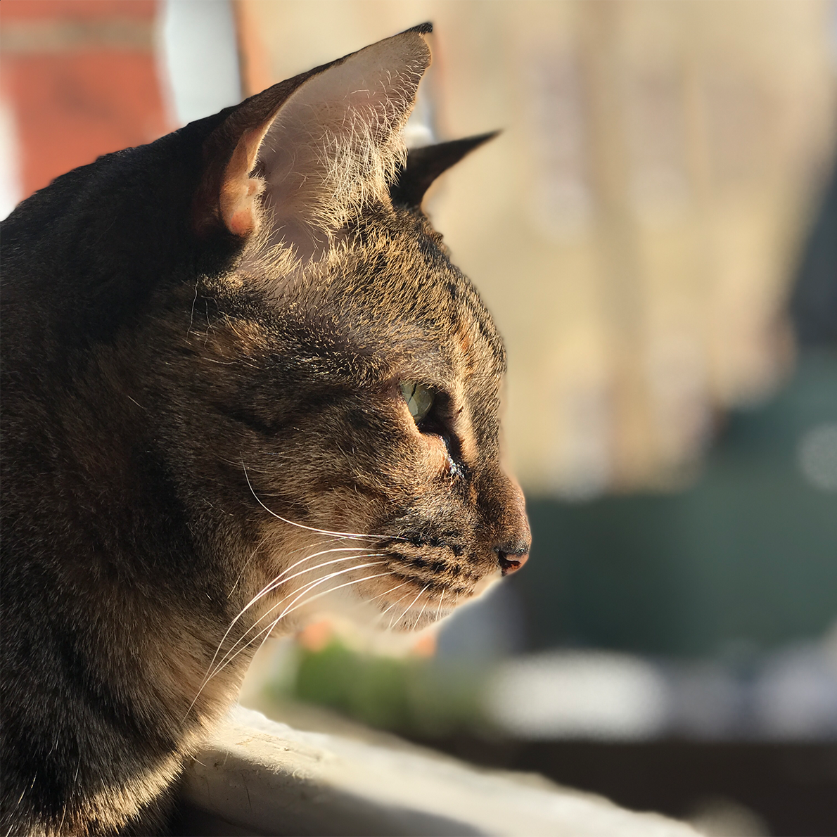 Everyday Collagen for Cats