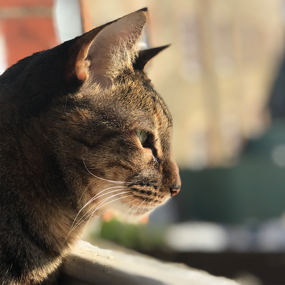 Everyday Collagen for Cats